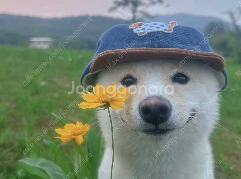 퀘스트 프로 구매합니다--0